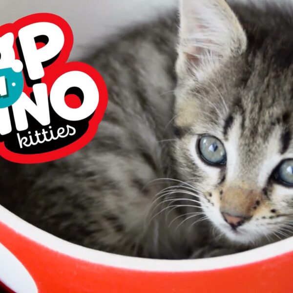 Pop-a-chino Kitties